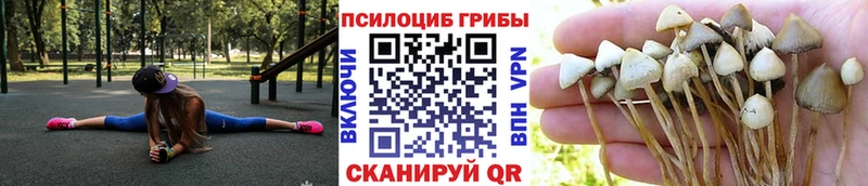 наркотики  Пролетарск  Галлюциногенные грибы Psilocybe 